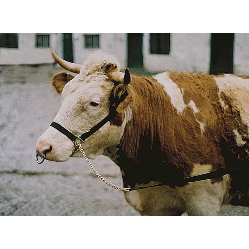 CAPEZZA DA TIRO IN NYLON in Catene Collari e Capezze per Bovini da Agri  Zoo, Zootecnica e Tutto per il Cavallo