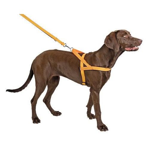 PETTORINA NORVEGESE RIFLETTENTE PER CANI, CIRCONFERENZA COLLO 52 CM